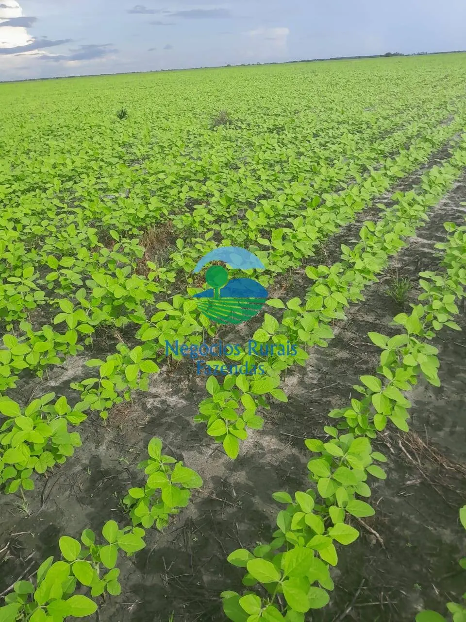 Fazenda à venda de 6.500 ha em Campo Maior, PI, Brasil