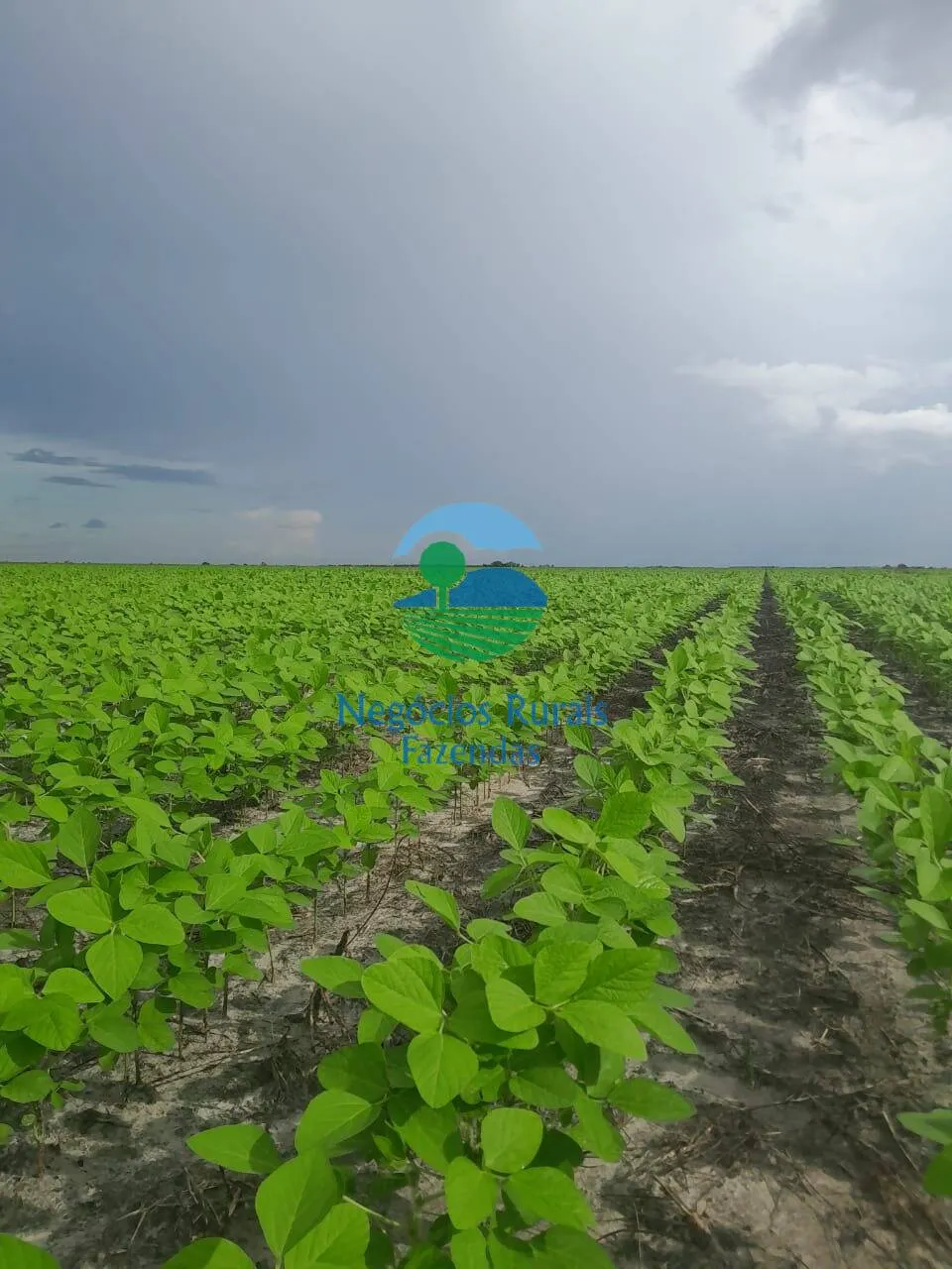 Fazenda à venda de 6.500 ha em Campo Maior, PI, Brasil