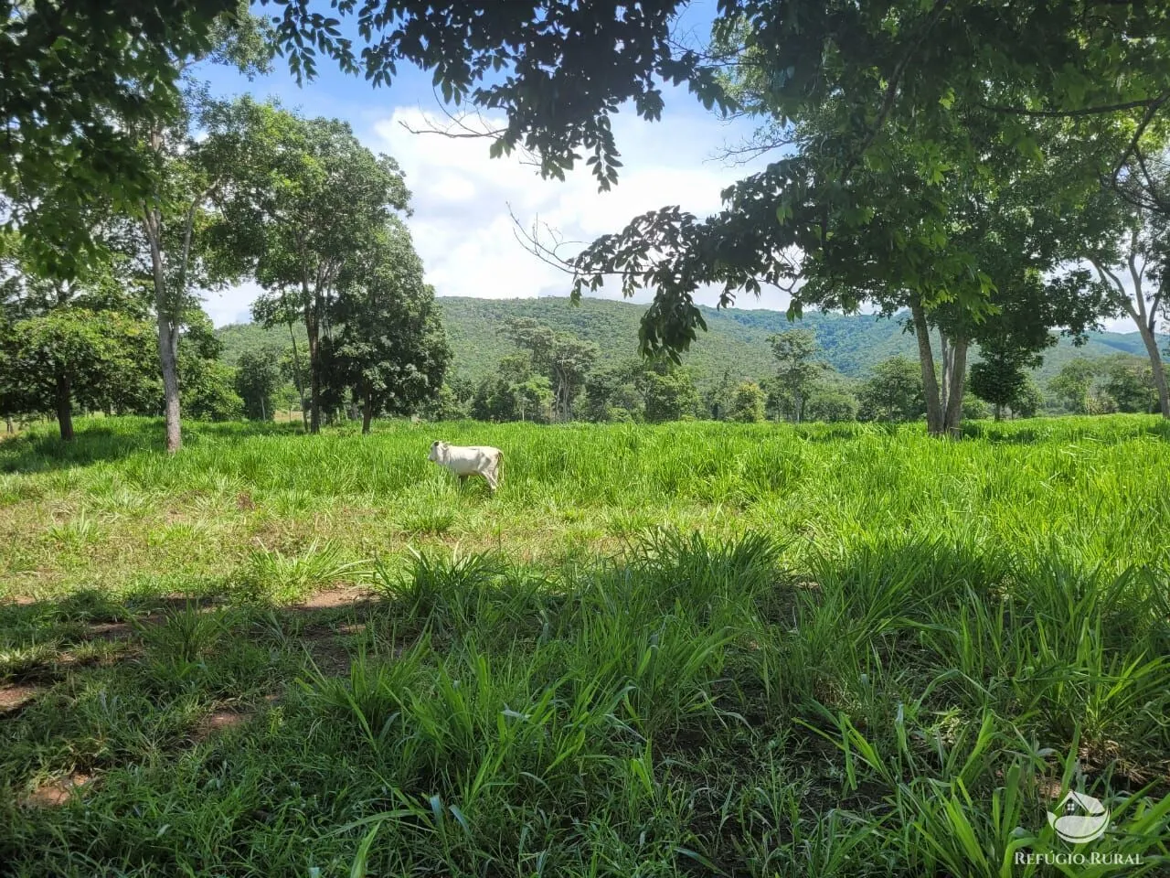 Fazenda à venda de 1.540 ha em Acorizal, MT, Brasil