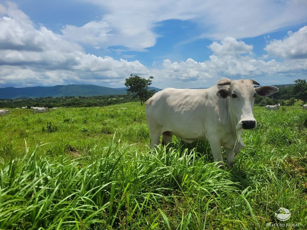 Fazenda à venda de 1.540 ha em Acorizal, MT, Brasil