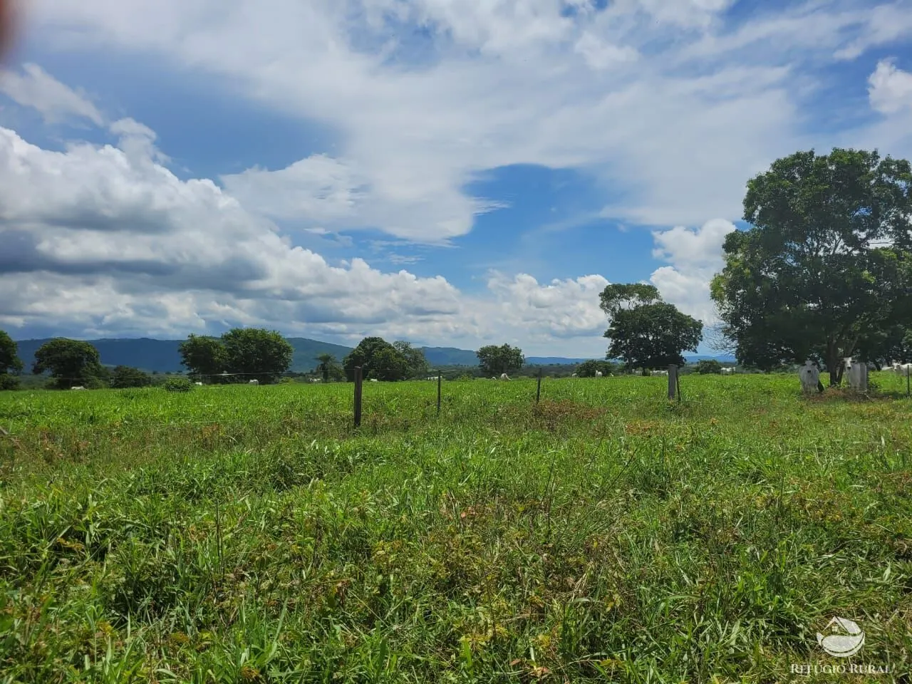Fazenda à venda de 1.540 ha em Acorizal, MT, Brasil