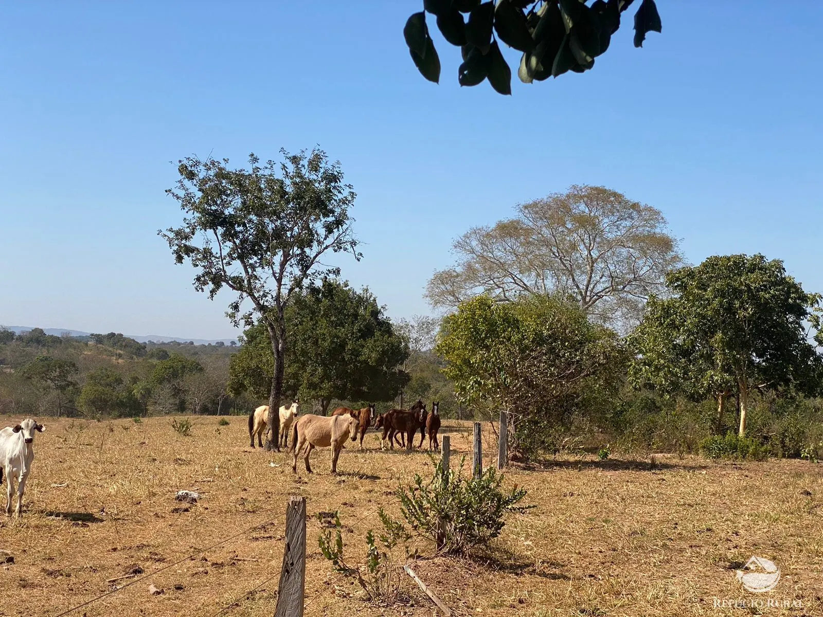 Fazenda à venda de 1.540 ha em Acorizal, MT, Brasil