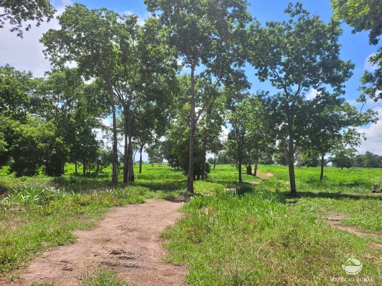 Fazenda à venda de 1.540 ha em Acorizal, MT, Brasil