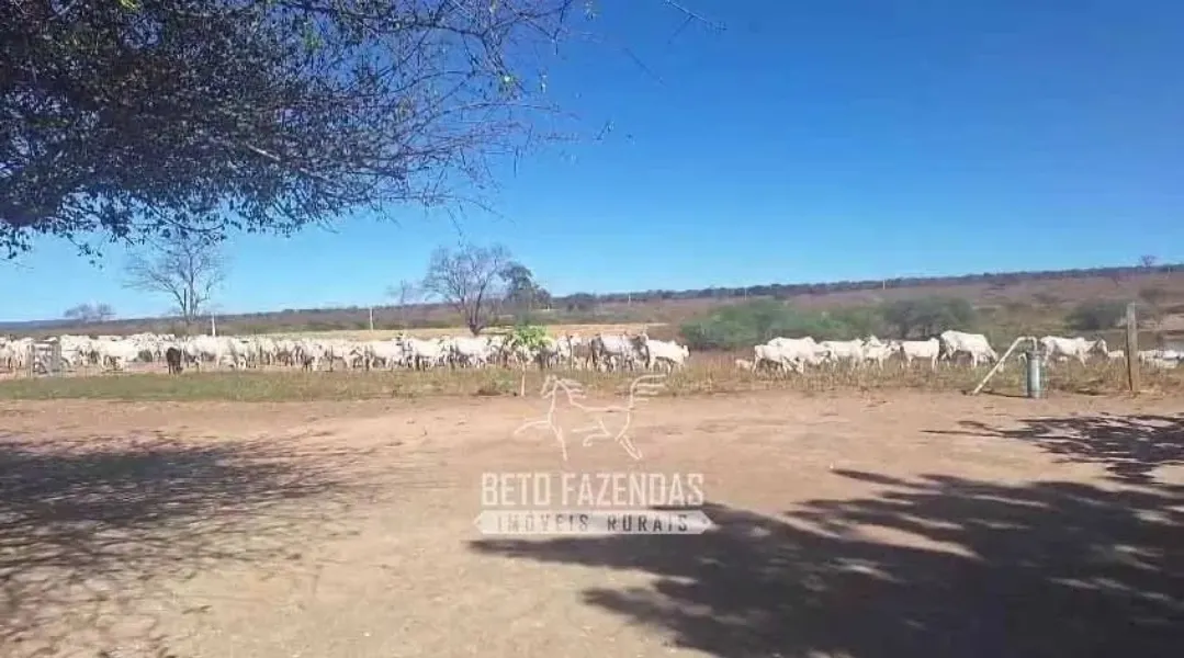 Fazenda à venda de 3.429 ha em Oliveira dos Brejinhos, BA, Brasil