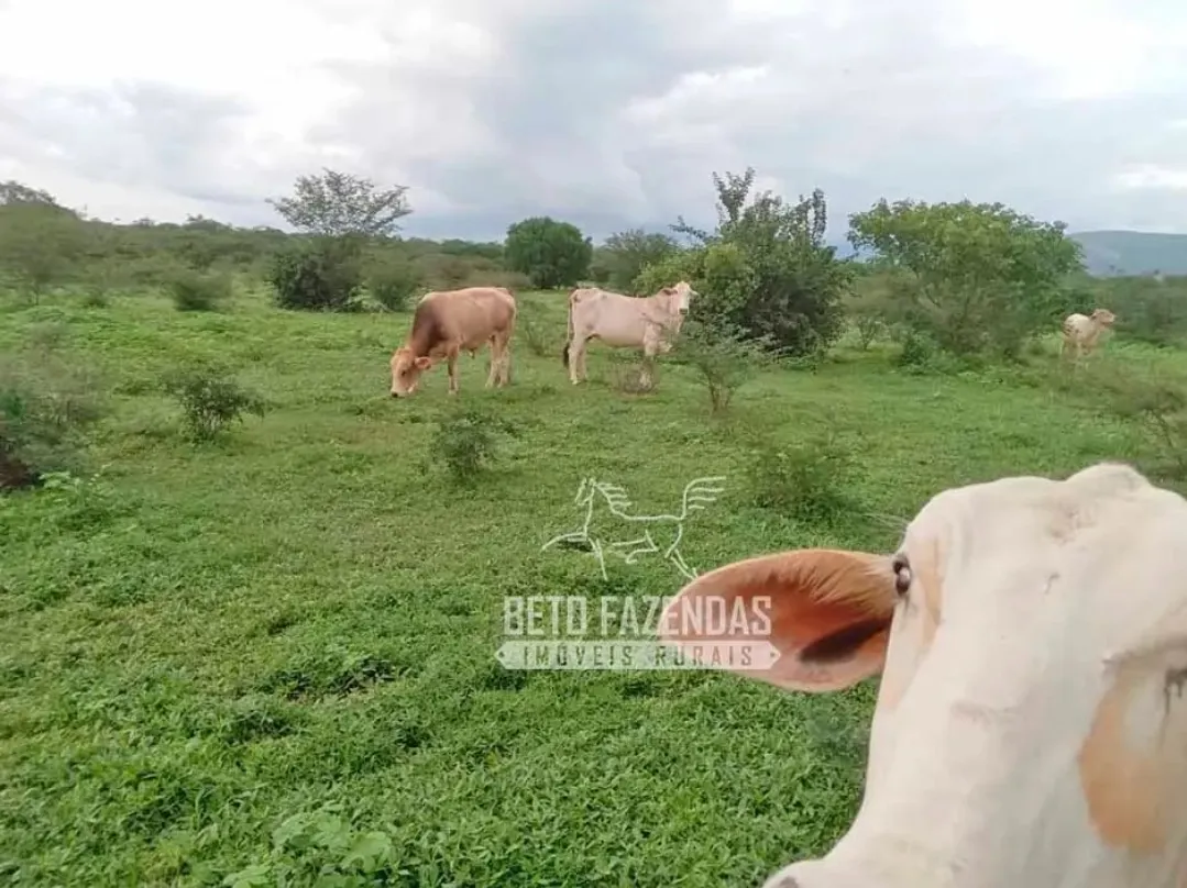 Fazenda à venda de 3.429 ha em Oliveira dos Brejinhos, BA, Brasil