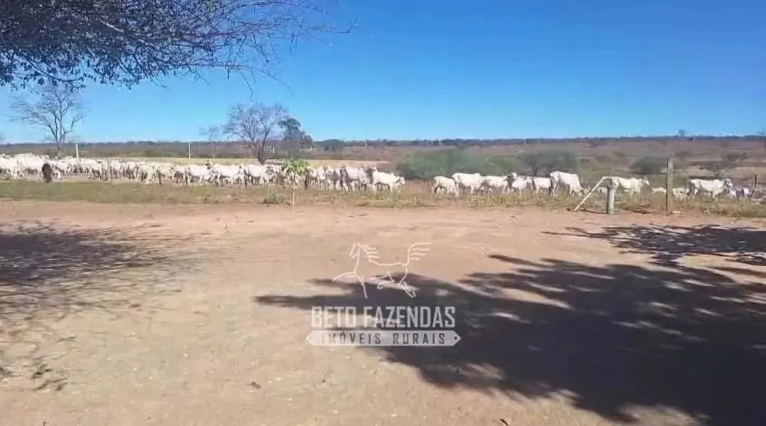 Fazenda à venda de 3.429 ha em Oliveira dos Brejinhos, BA, Brasil