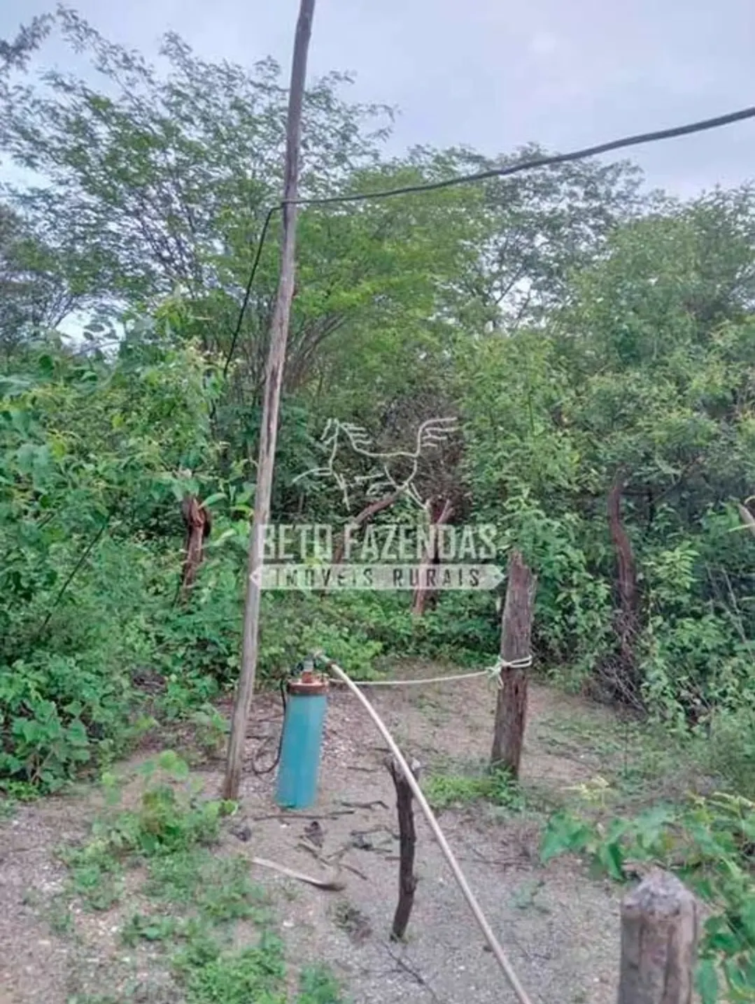 Fazenda à venda de 3.429 ha em Oliveira dos Brejinhos, BA, Brasil