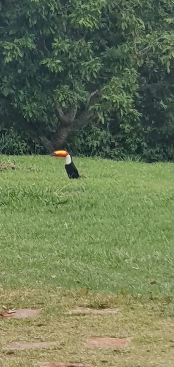 Sítio à venda de 3 ha em Campinas, SP, Brasil