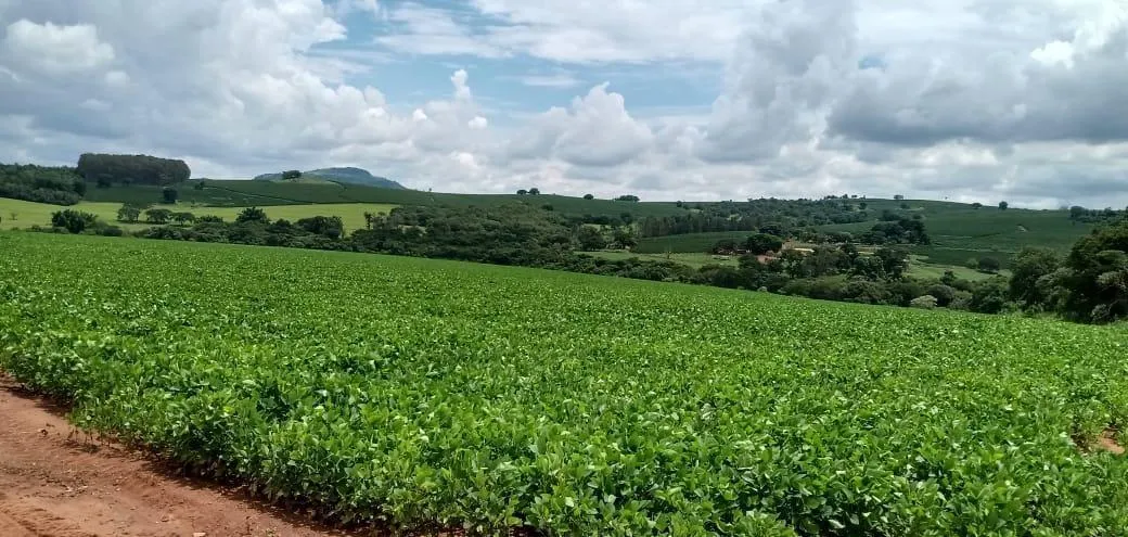 Fazenda à venda de 120 ha em Cafelândia, SP, Brasil
