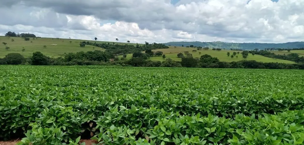 Fazenda à venda de 120 ha em Cafelândia, SP, Brasil