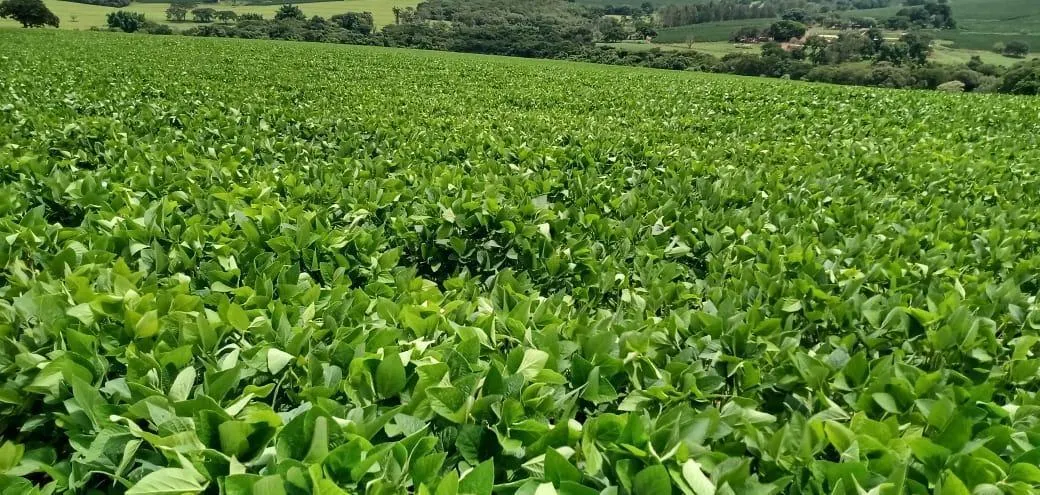 Fazenda à venda de 120 ha em Cafelândia, SP, Brasil