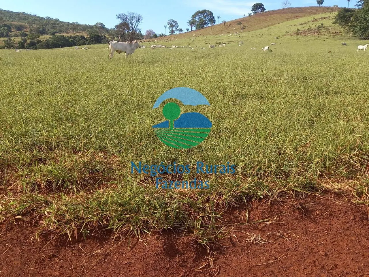 Fazenda à venda de 1.113 ha em Barro Alto, GO, Brasil