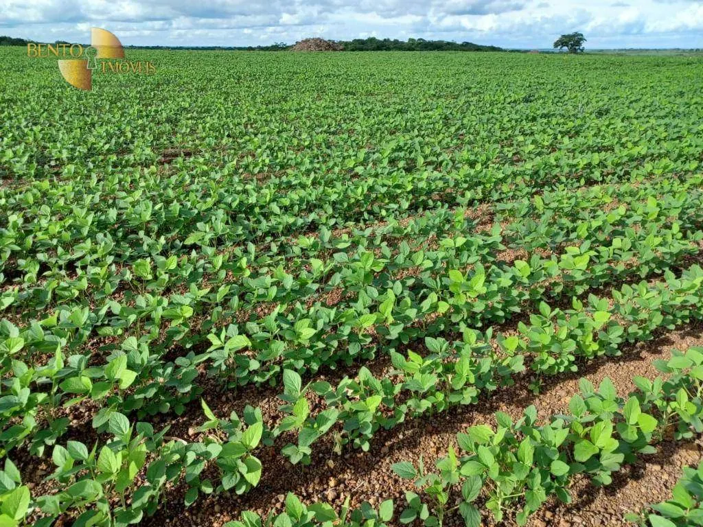 Fazenda à venda de 2.208 ha em Canarana, MT, Brasil