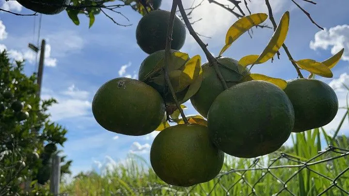 Chácara à venda de 3.400 m² em Santo Antônio da Patrulha, RS, Brasil