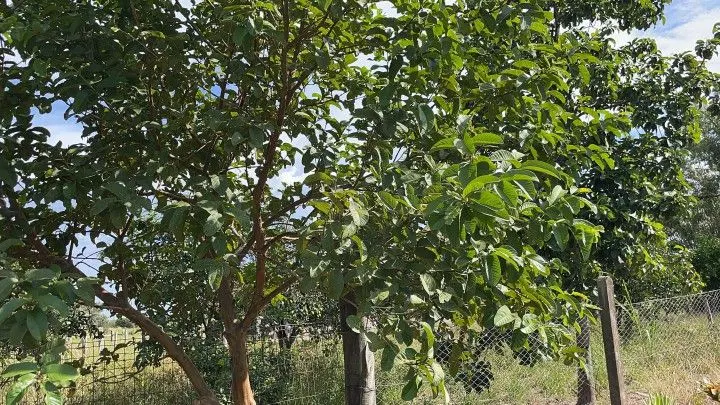 Chácara à venda de 3.400 m² em Santo Antônio da Patrulha, RS, Brasil