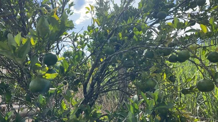 Chácara à venda de 3.400 m² em Santo Antônio da Patrulha, RS, Brasil