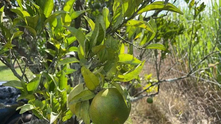 Chácara à venda de 3.400 m² em Santo Antônio da Patrulha, RS, Brasil