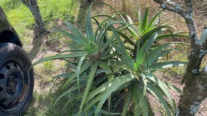 Chácara à venda de 3.400 m² em Santo Antônio da Patrulha, RS, Brasil
