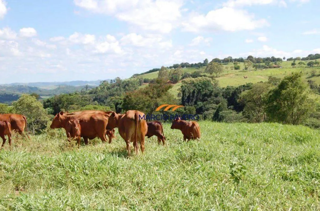 Fazenda à venda de 363 ha em Itapira, SP, Brasil