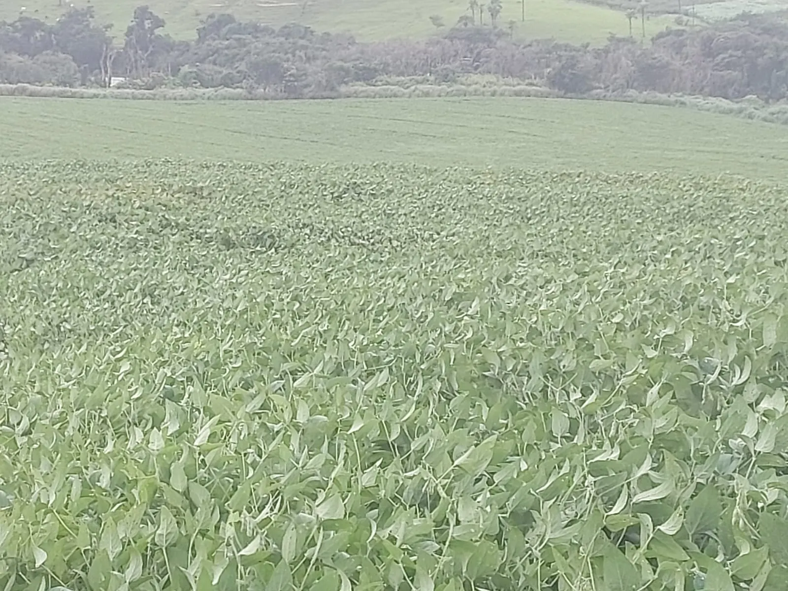 Fazenda à venda de 1.250 ha em Casa Branca, SP, Brasil