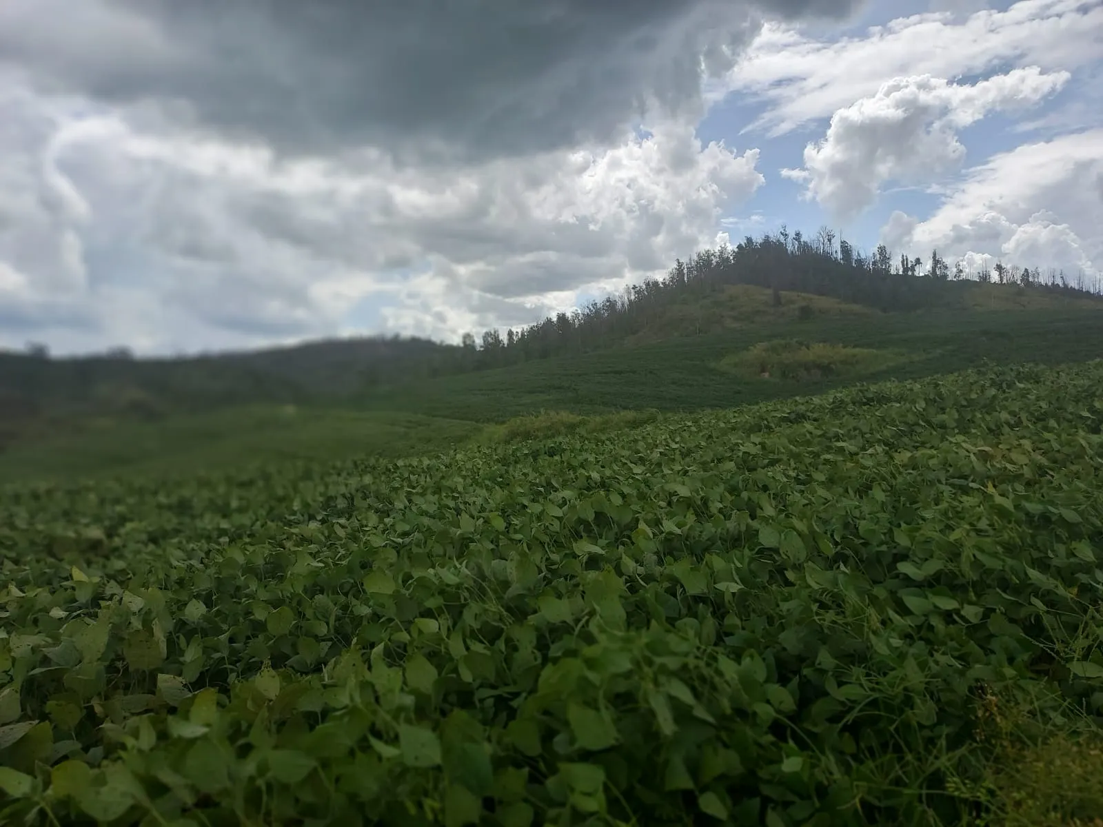 Fazenda à venda de 1.250 ha em Casa Branca, SP, Brasil