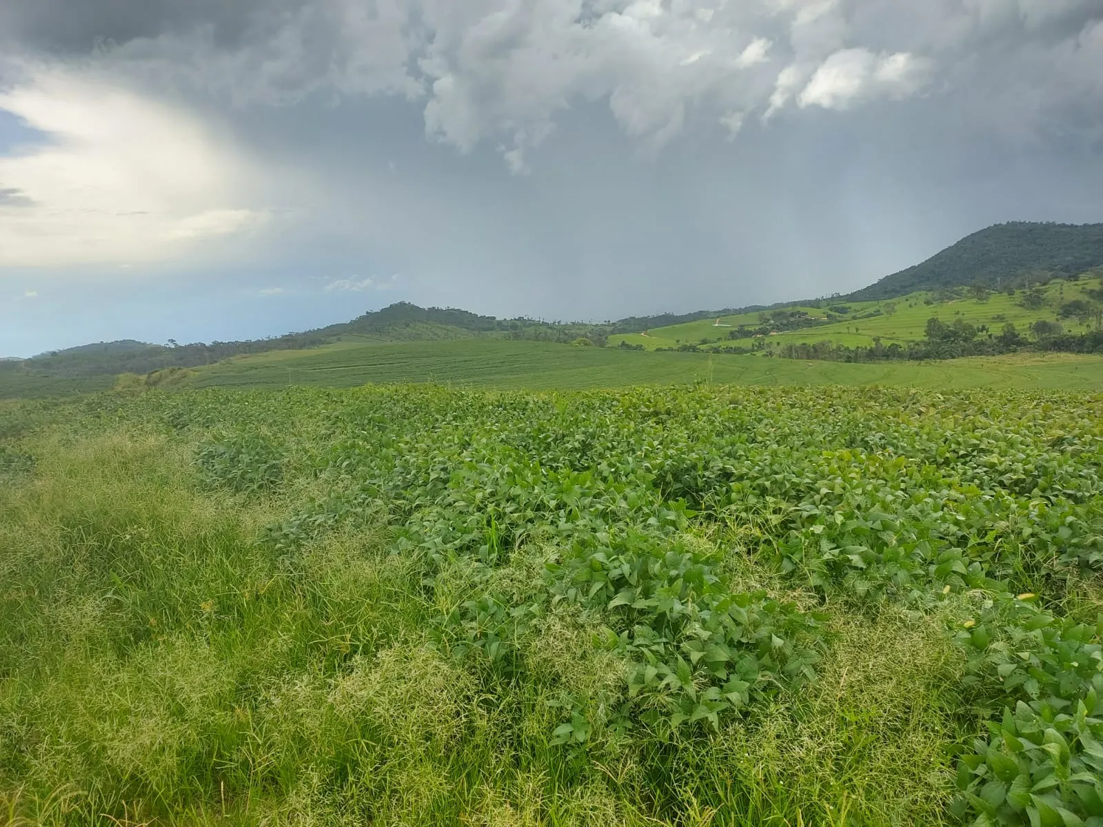 Fazenda à venda de 1.250 ha em Casa Branca, SP, Brasil