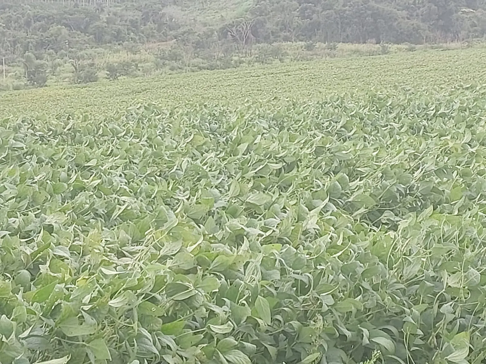 Fazenda à venda de 1.250 ha em Casa Branca, SP, Brasil