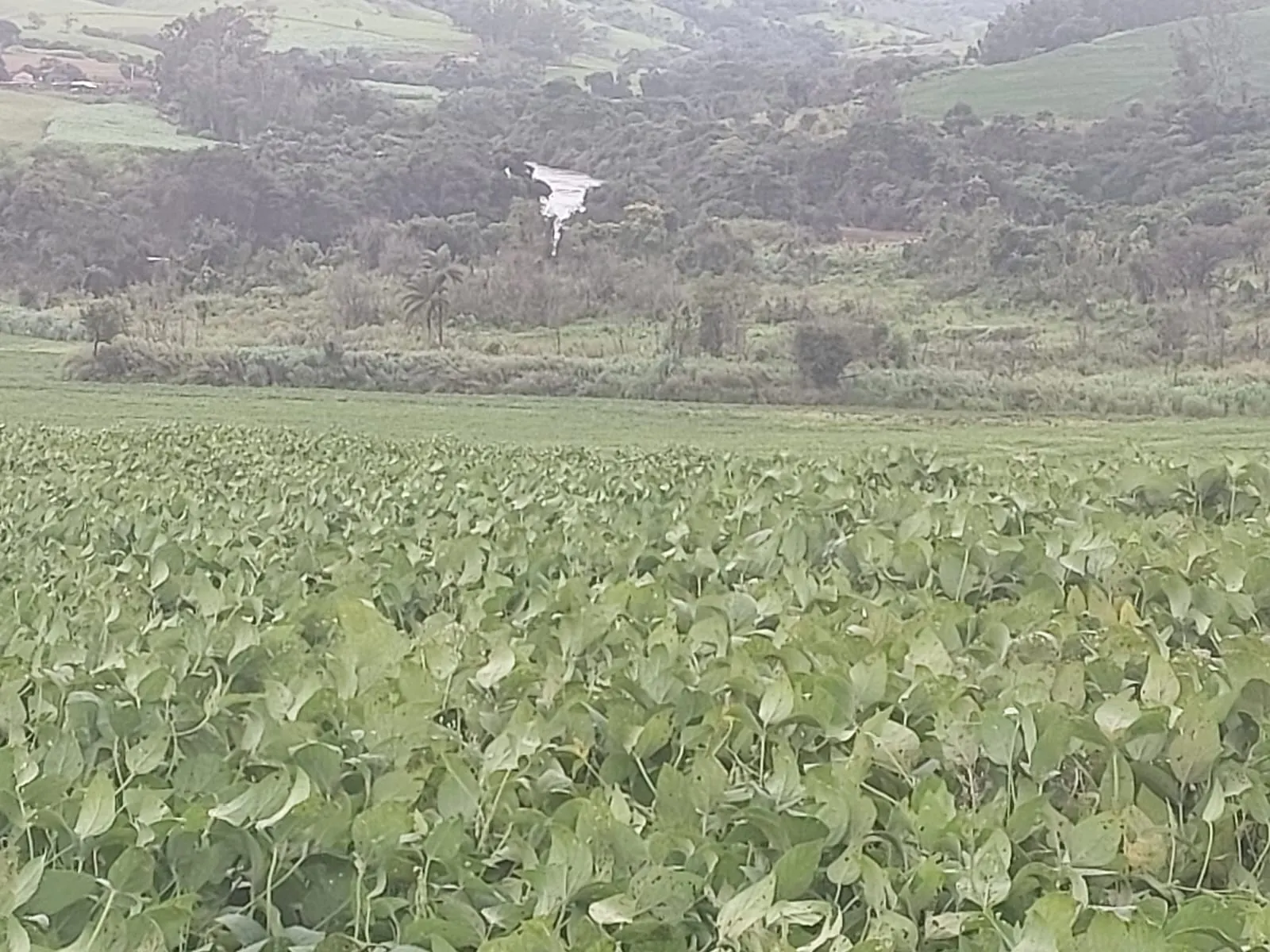 Fazenda à venda de 1.250 ha em Casa Branca, SP, Brasil