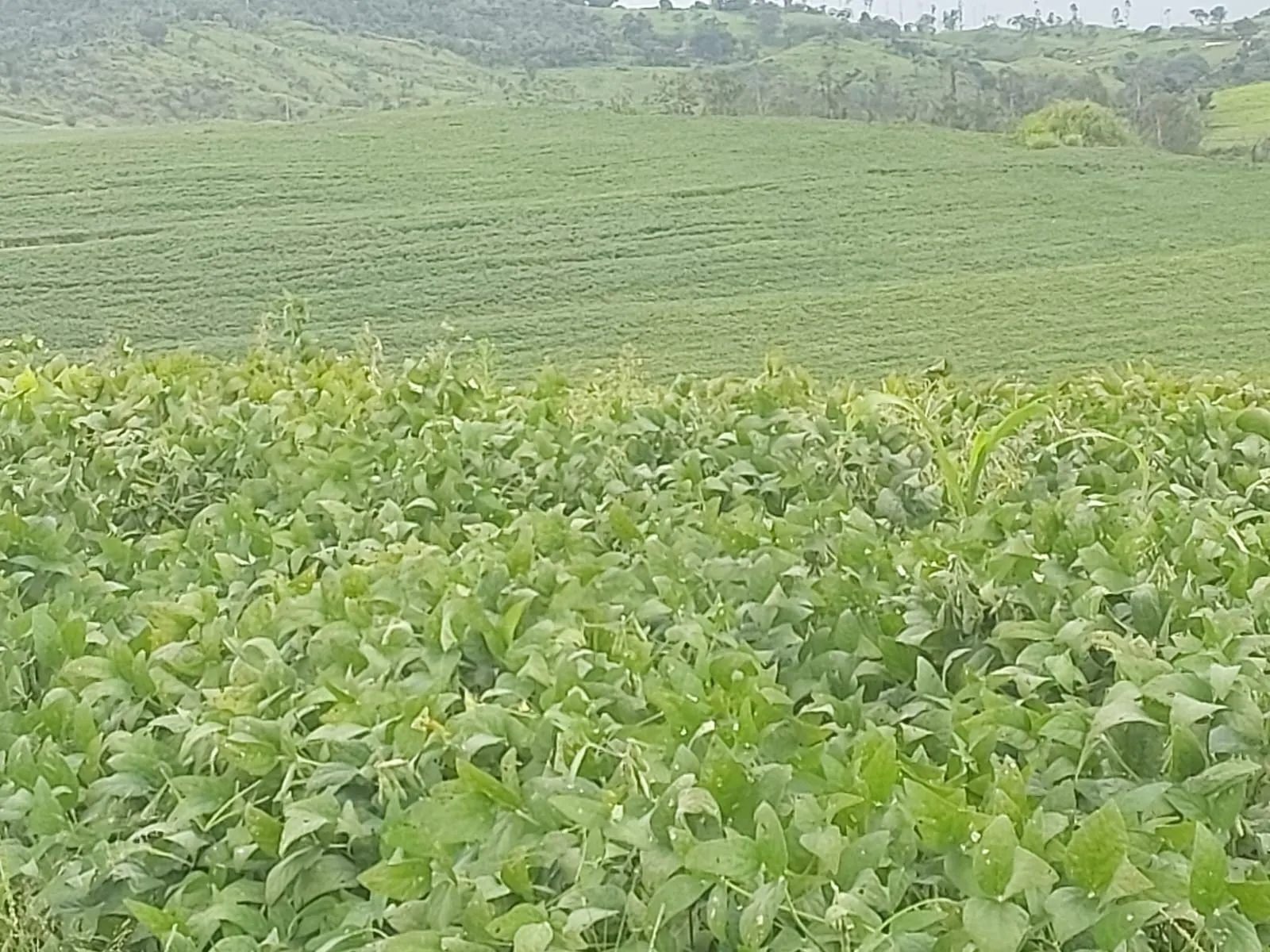 Fazenda à venda de 1.250 ha em Casa Branca, SP, Brasil