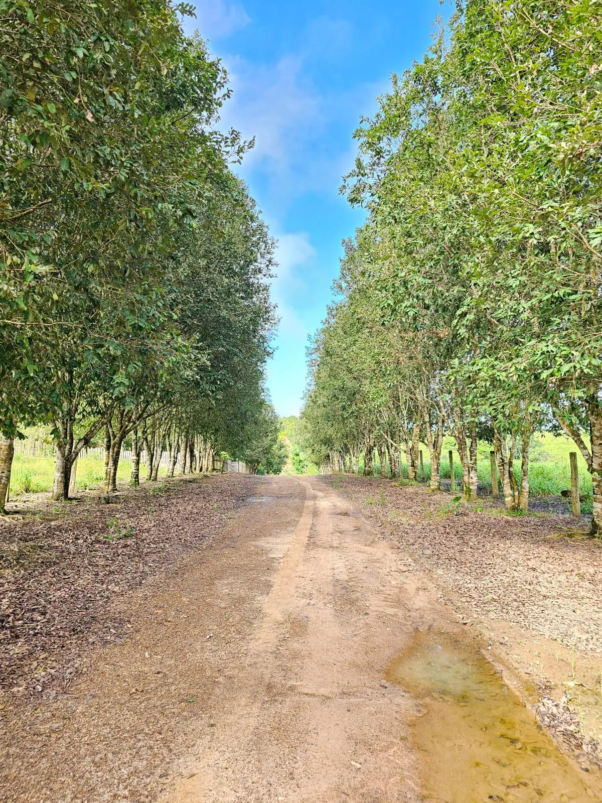 Fazenda à venda de 1.045 ha em Apiacás, MT, Brasil