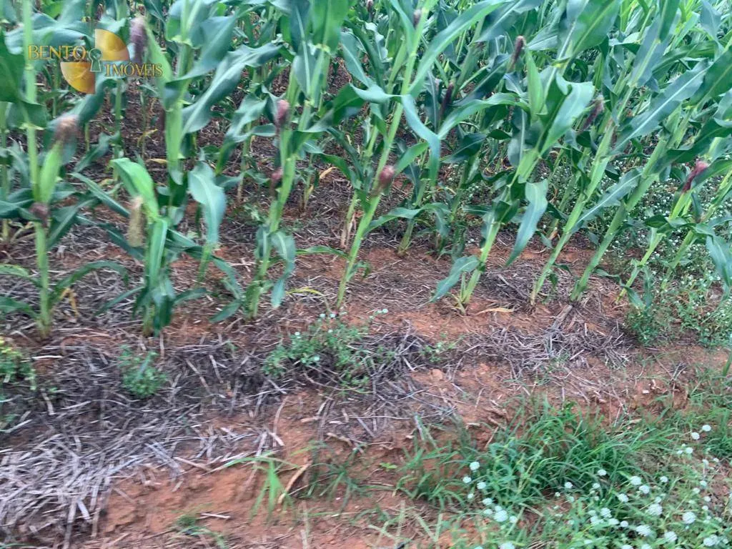 Fazenda à venda de 2.500 ha em Nova Ubiratã, MT, Brasil