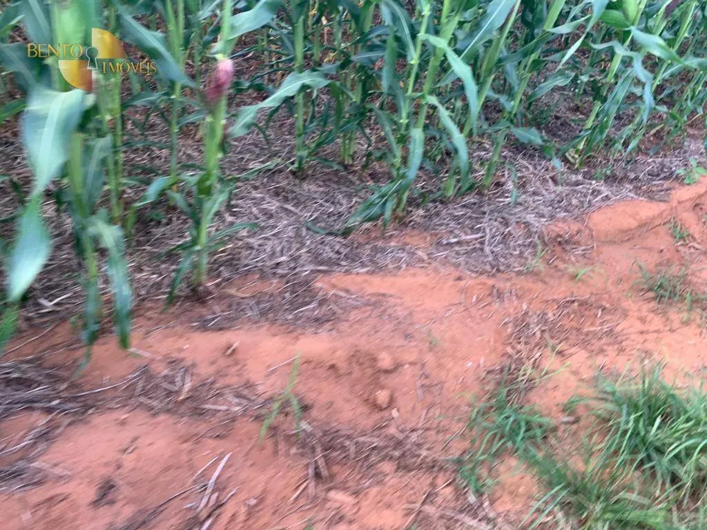 Fazenda à venda de 2.500 ha em Nova Ubiratã, MT, Brasil