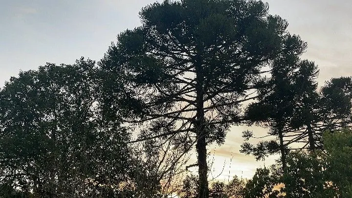 Chácara à venda de 6 ha em Riozinho, RS, Brasil