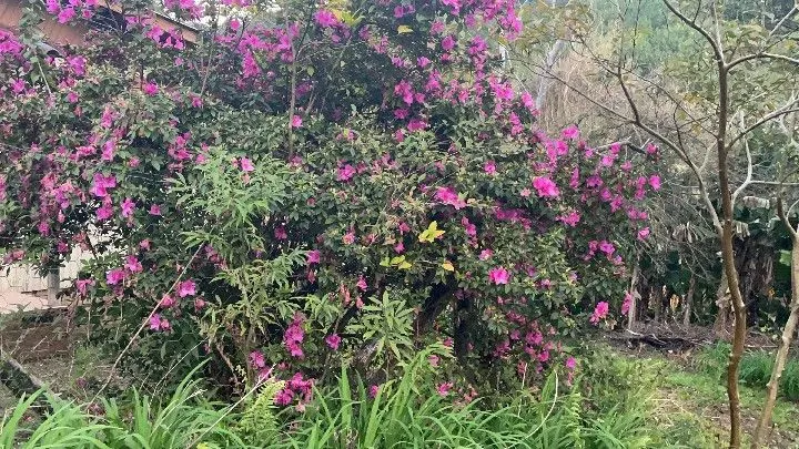 Chácara à venda de 6 ha em Riozinho, RS, Brasil