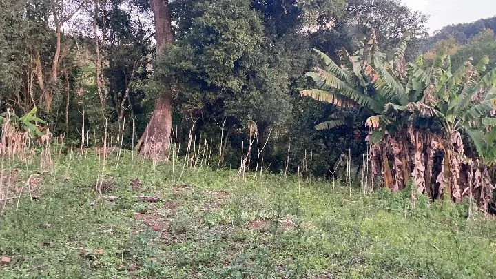 Chácara à venda de 6 ha em Riozinho, RS, Brasil