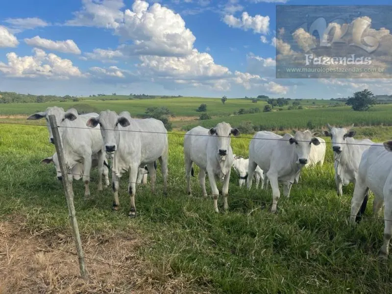 Fazenda à venda de 194 ha em Tatuí, SP, Brasil