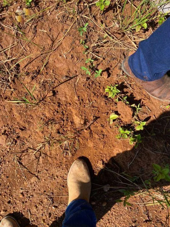 Fazenda à venda de 300 ha em Campo Verde, MT, Brasil