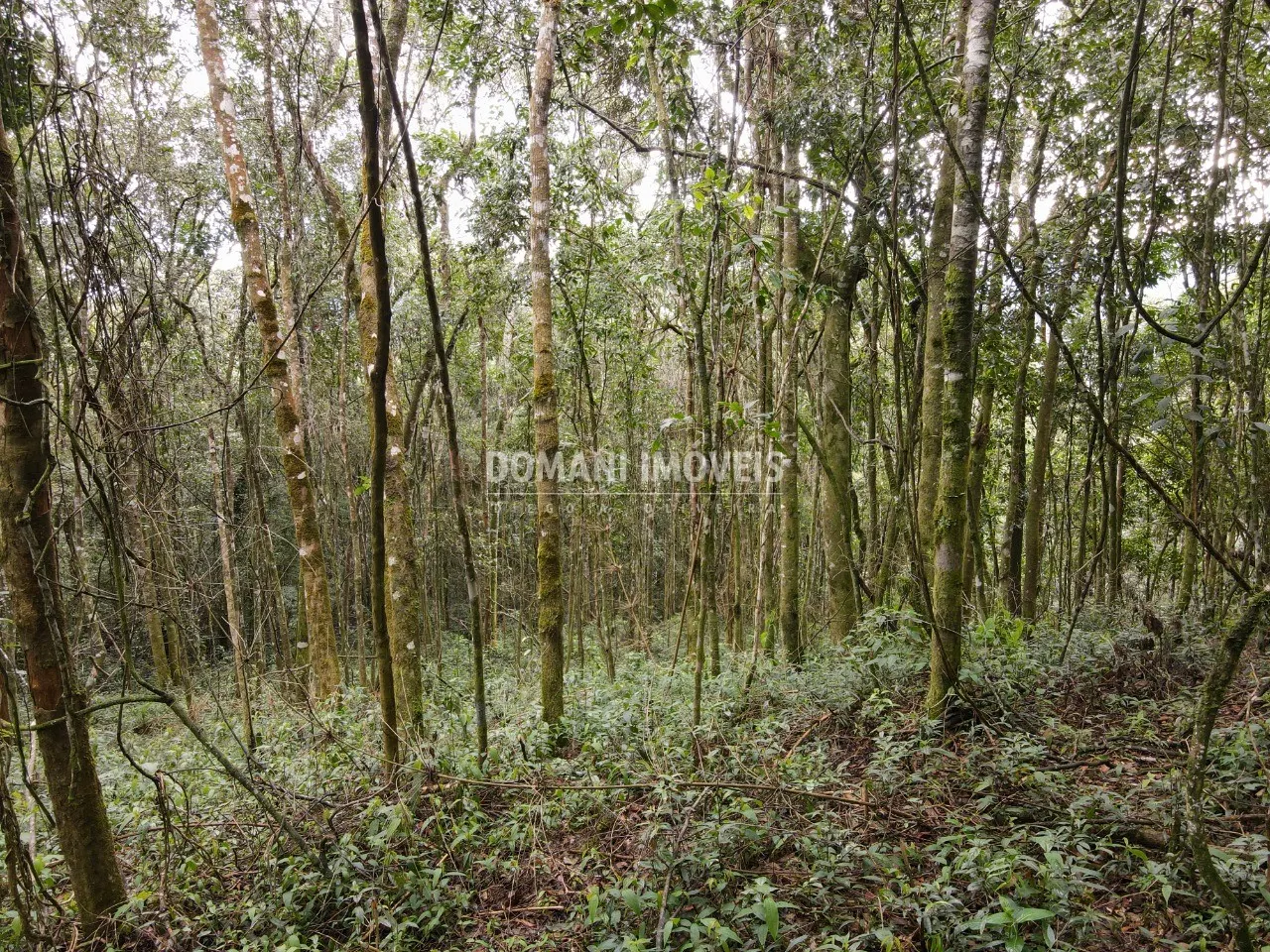 Terreno à venda de 2.520 m² em Campos do Jordão, SP, Brasil