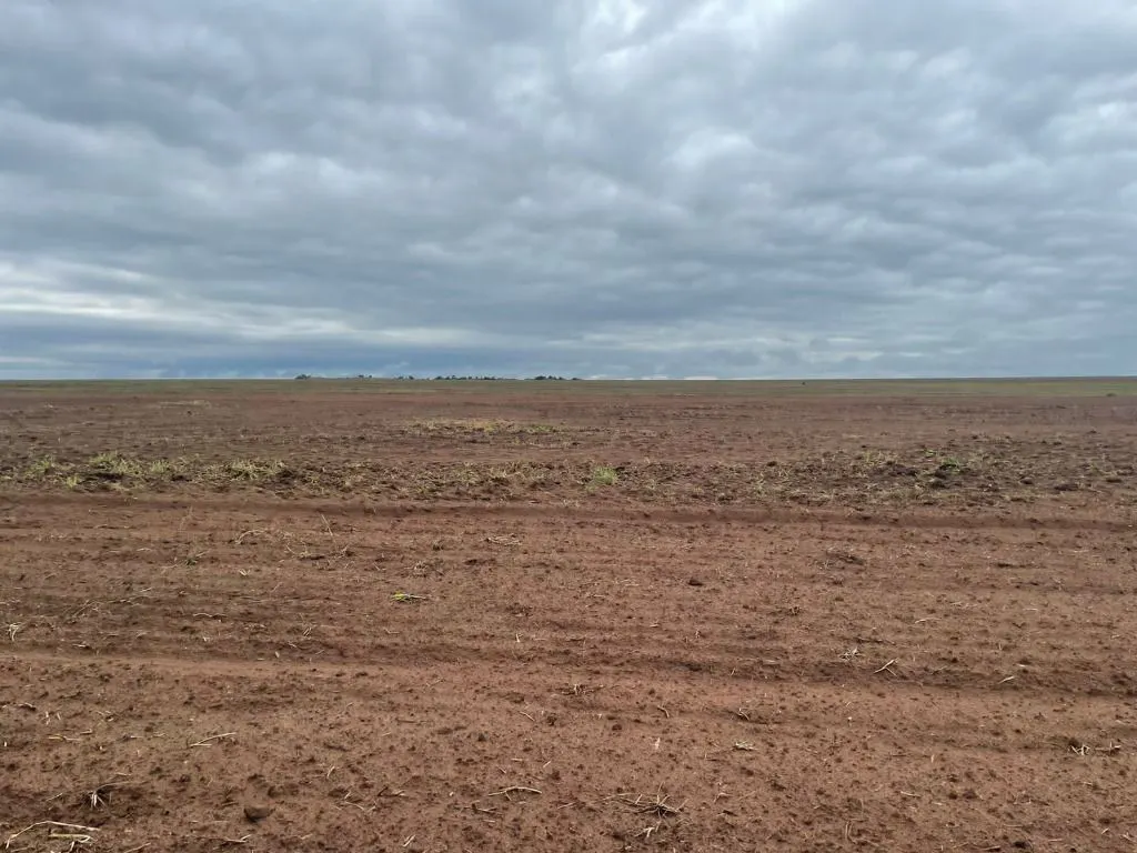 Fazenda à venda e para Arrendar de 1.500 ha em Tapurah, MT, Brasil