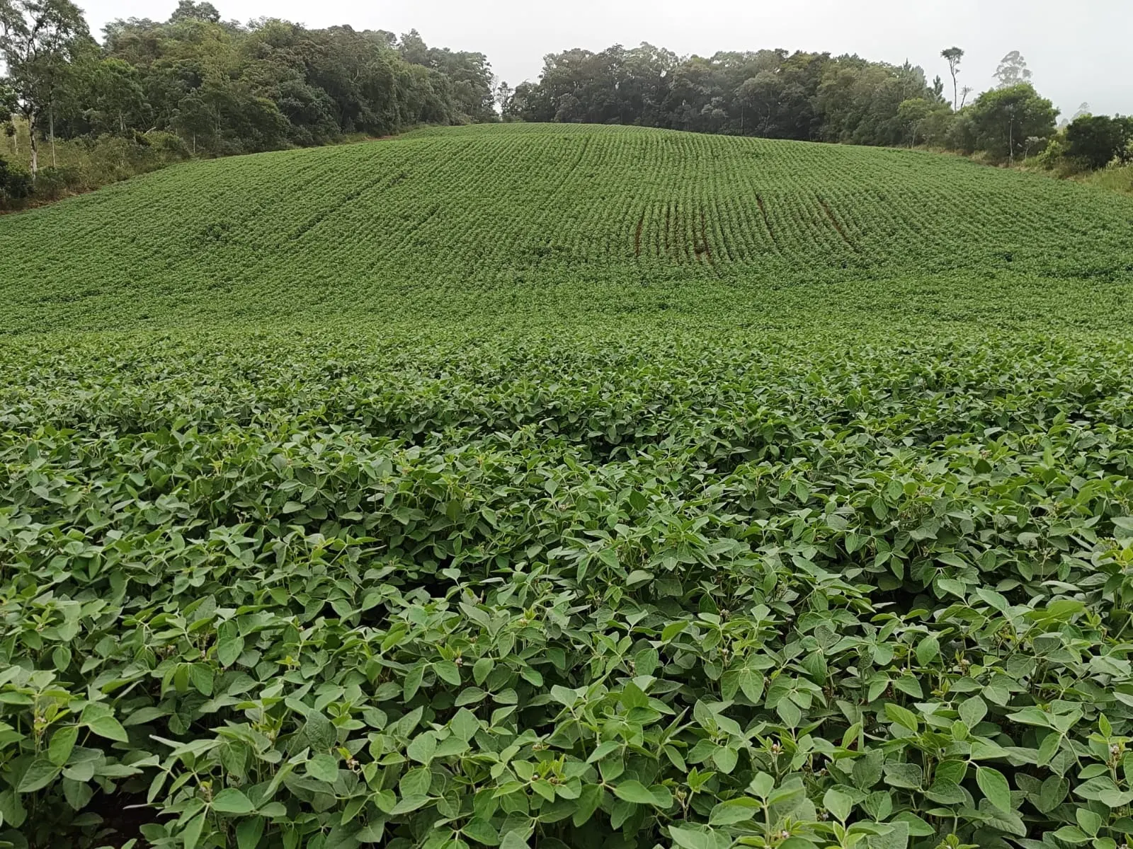 Sítio à venda de 22 ha em Pilar do Sul, SP, Brasil