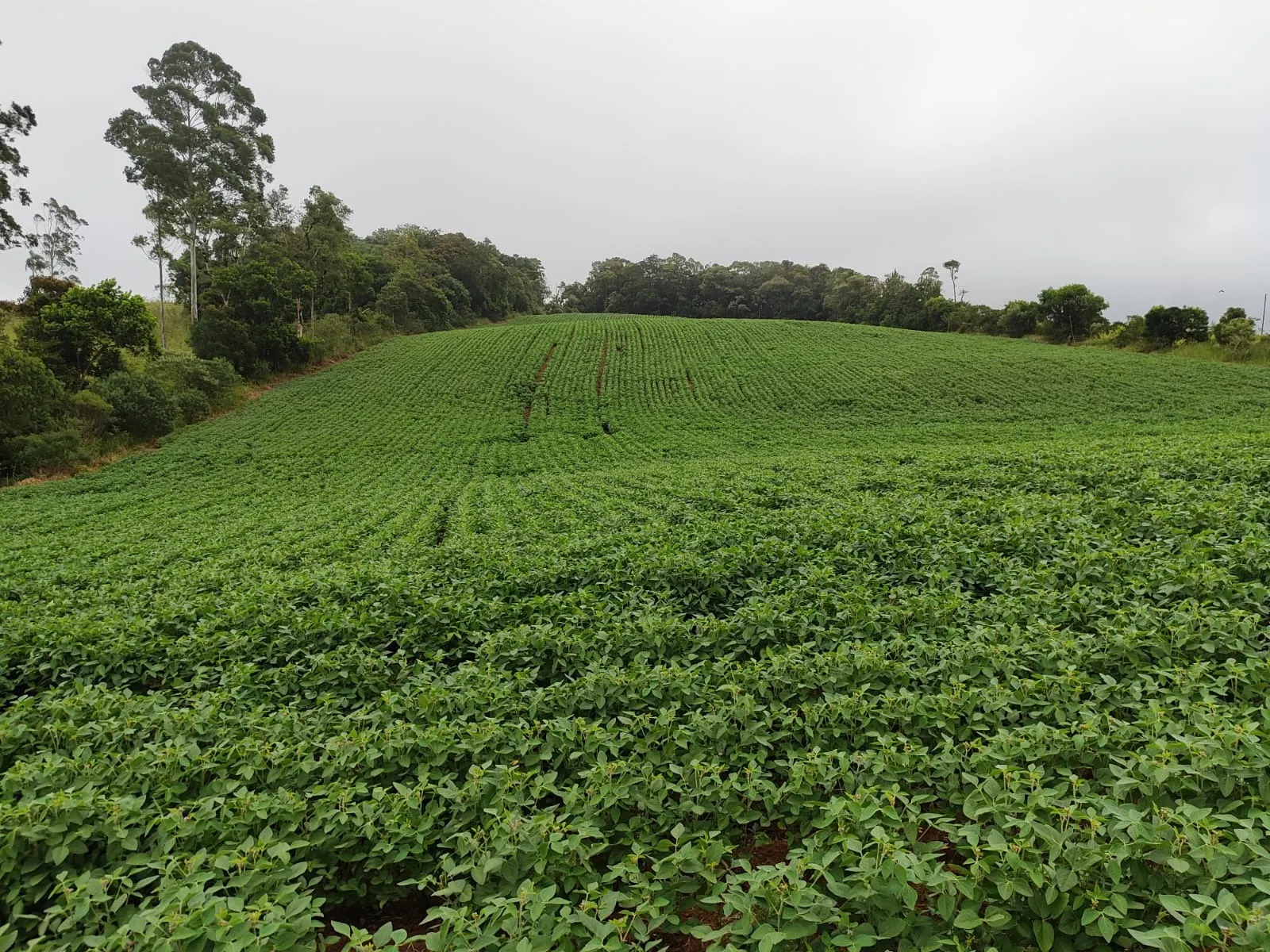 Small farm for sale of 54 acres in Pilar do Sul, SP, Brazil
