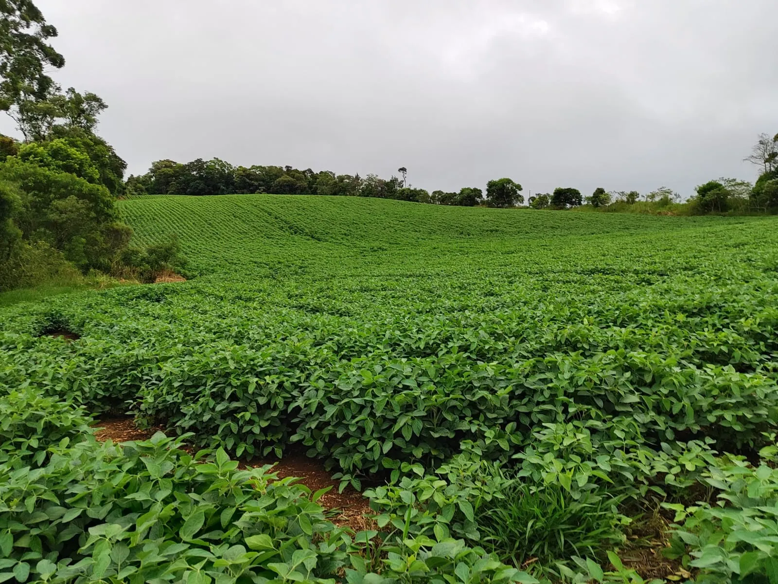 Small farm for sale of 54 acres in Pilar do Sul, SP, Brazil