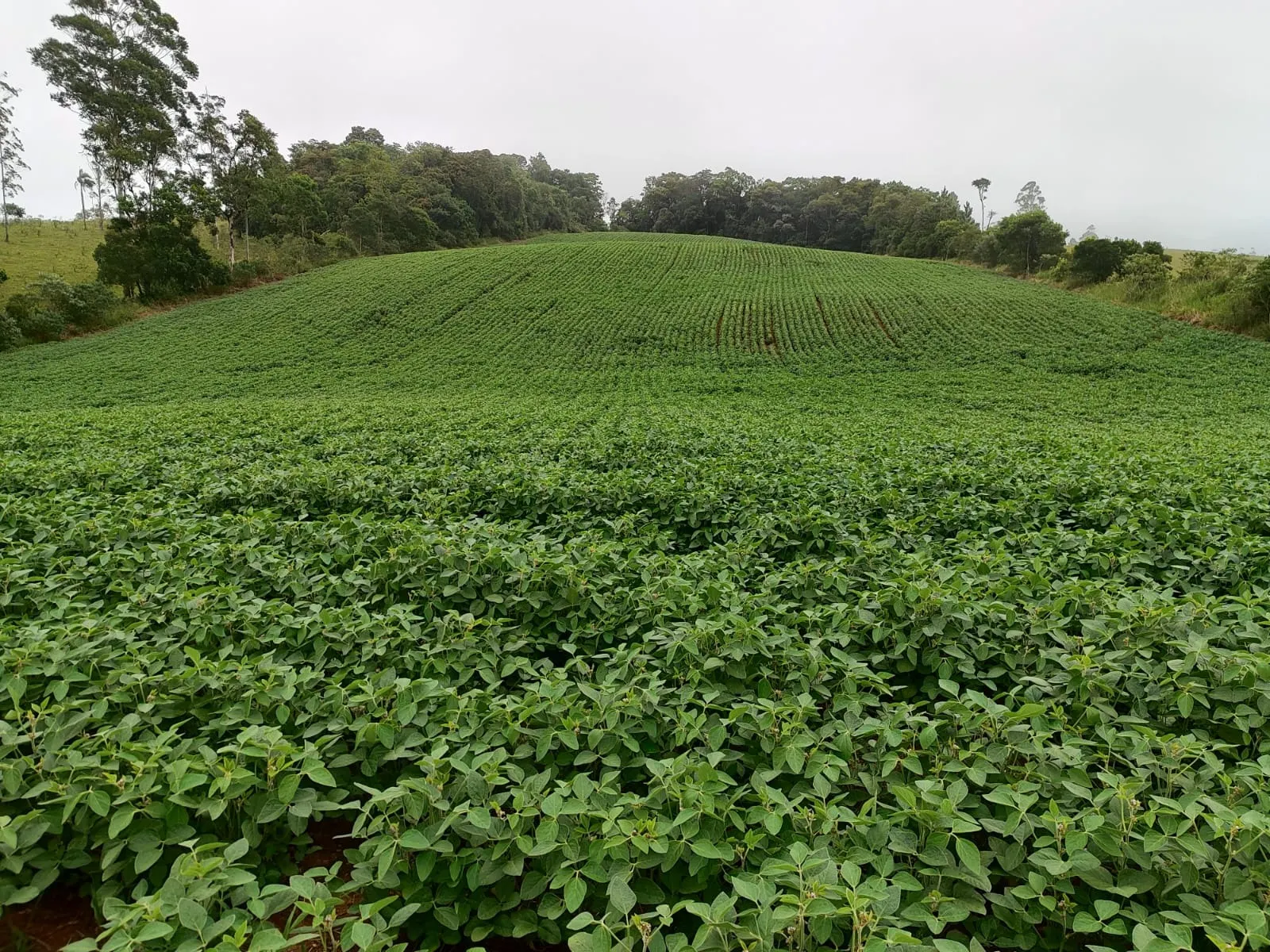 Small farm for sale of 54 acres in Pilar do Sul, SP, Brazil