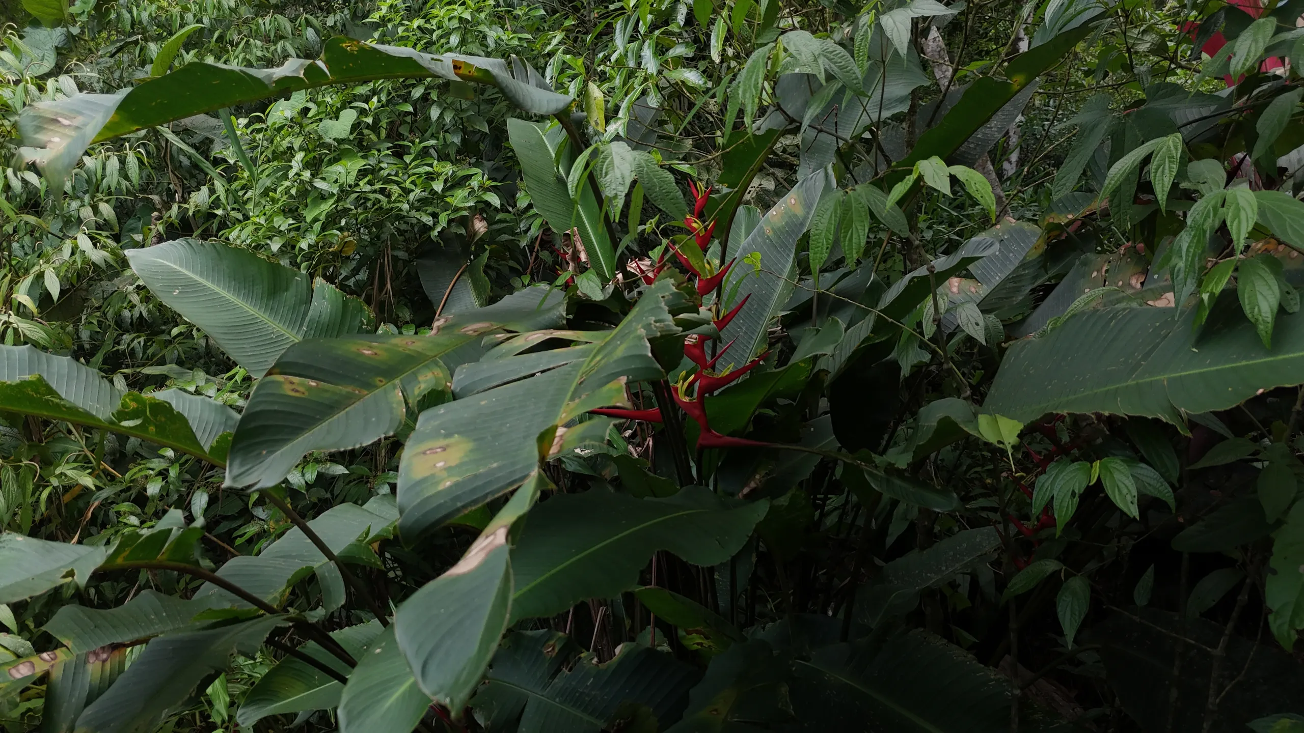 Fazenda à venda e para Arrendar de 98 ha em Guaratuba, PR, Brasil