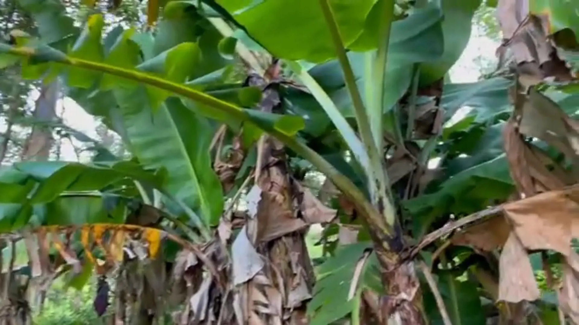 Chácara à venda de 5 ha em Caraá, RS, Brasil