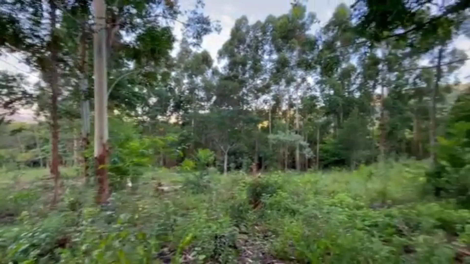 Chácara à venda de 5 ha em Caraá, RS, Brasil