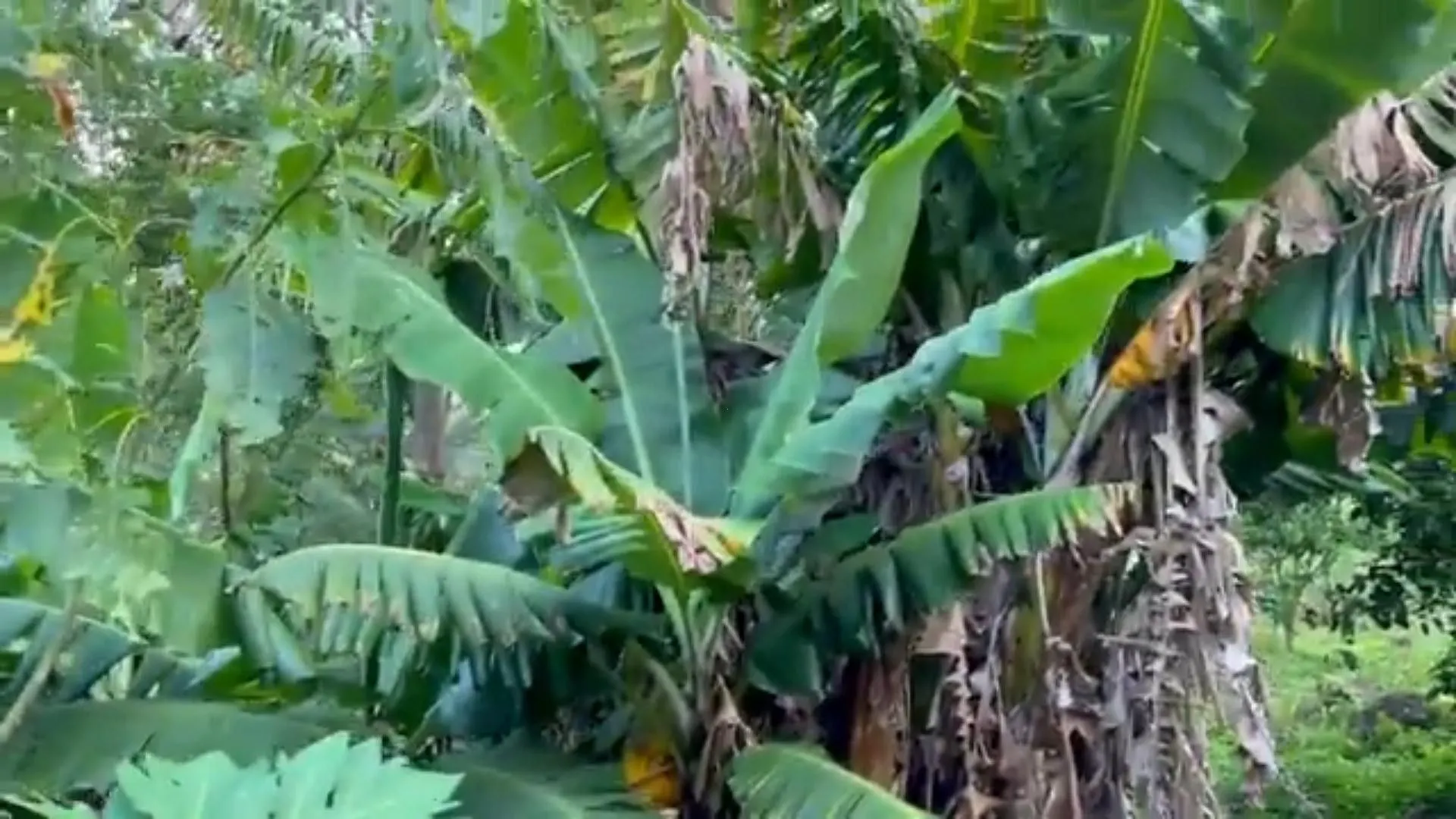 Chácara à venda de 5 ha em Caraá, RS, Brasil