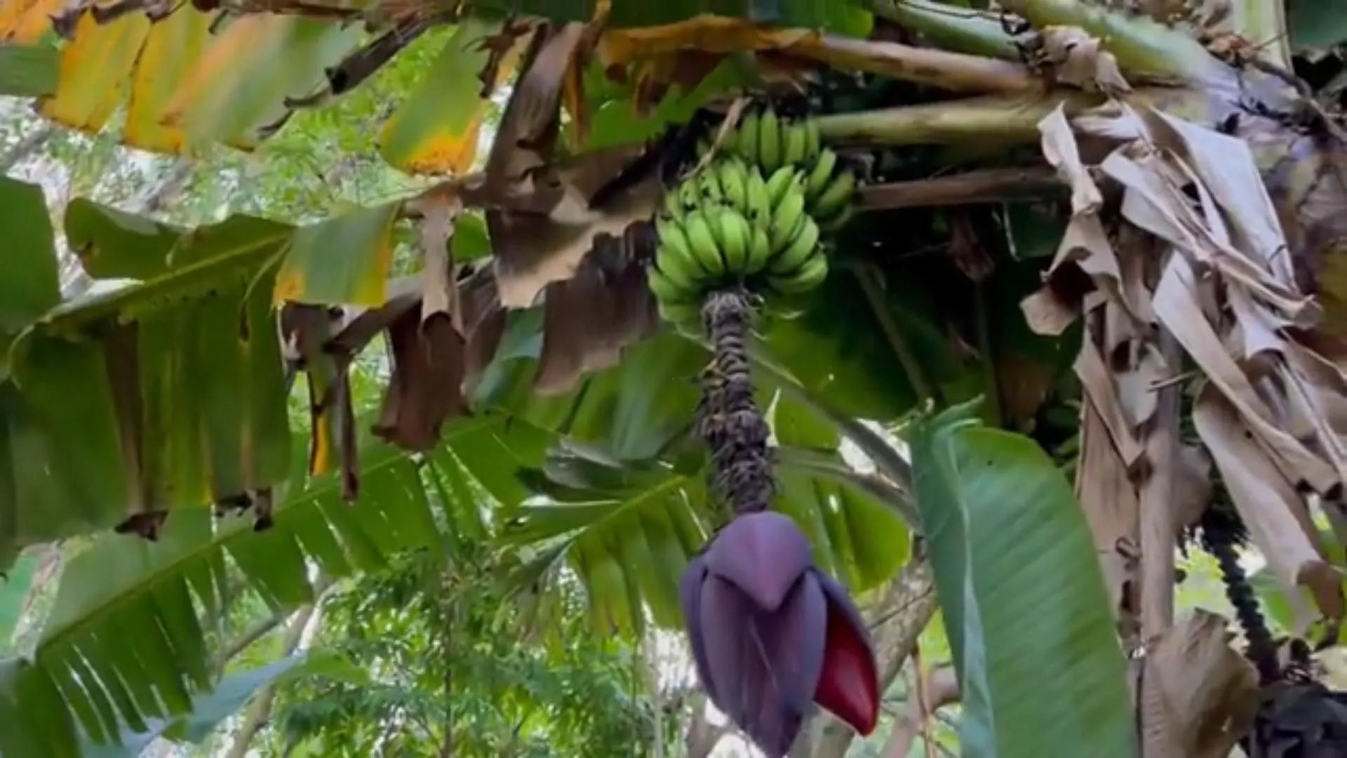 Chácara à venda de 5 ha em Caraá, RS, Brasil