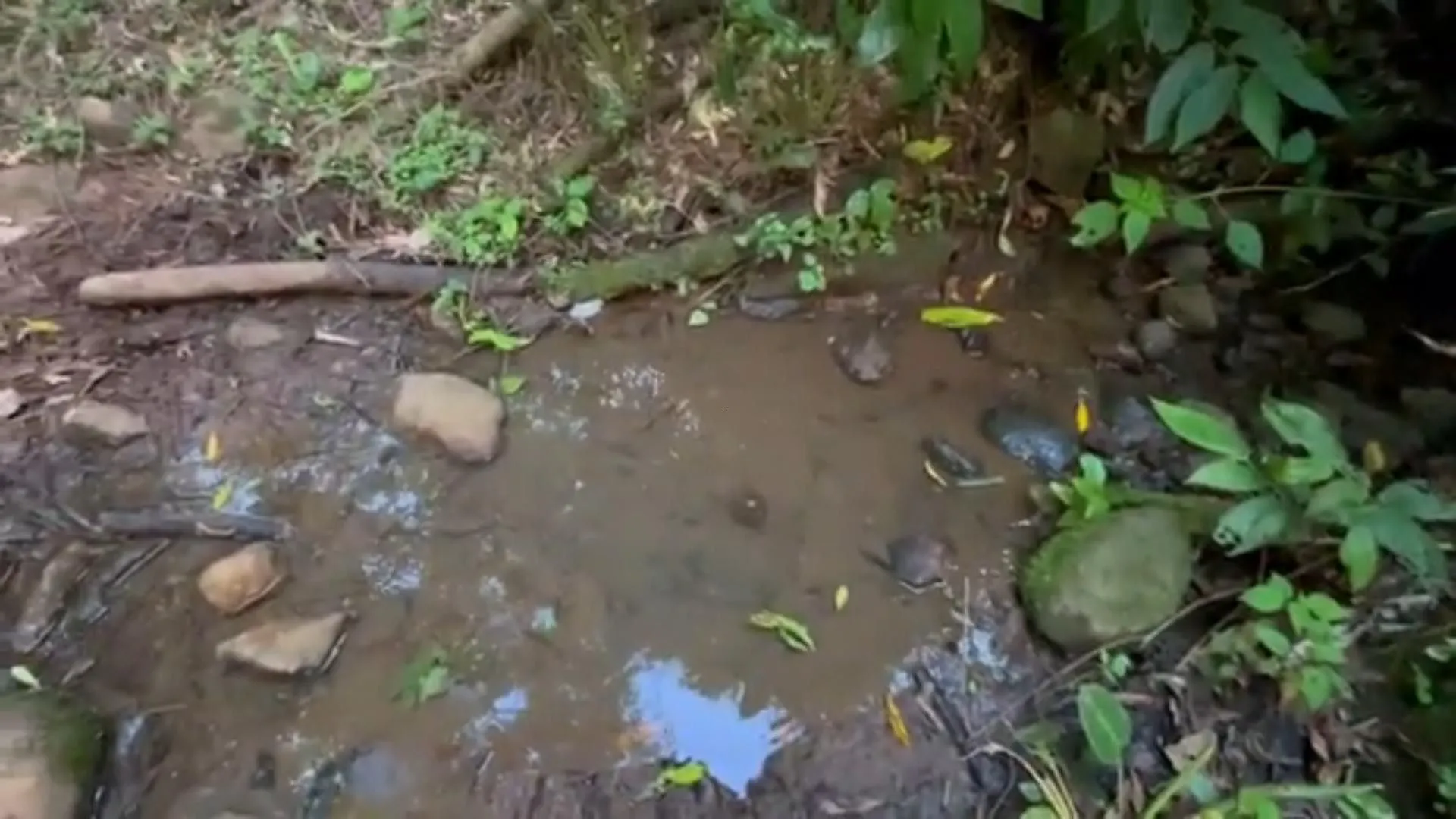 Chácara à venda de 5 ha em Caraá, RS, Brasil