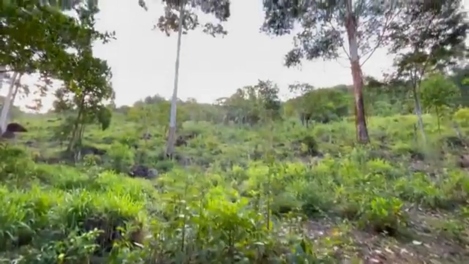 Chácara à venda de 5 ha em Caraá, RS, Brasil
